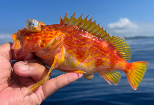 Yellowbarred red rockfish (Sebastiscus albofasciatus) — Sebastidae — 2