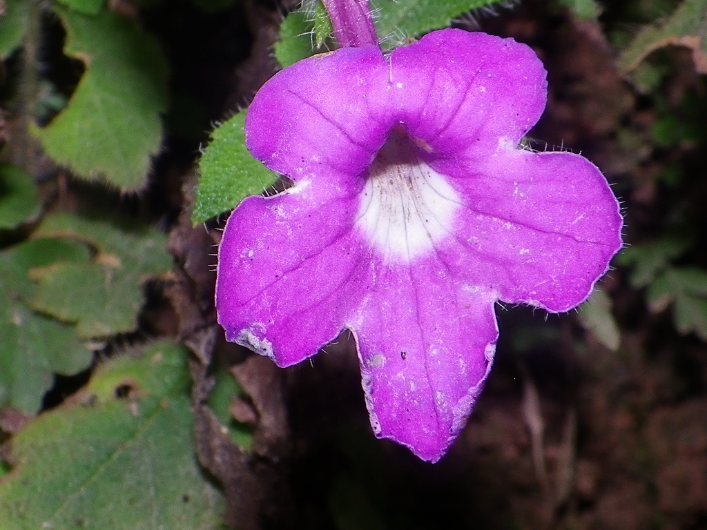 Achimenes patens; photograph (c) Arturo Castro Castro, some rights reserved (CC BY)