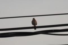 Zonotrichia capensis