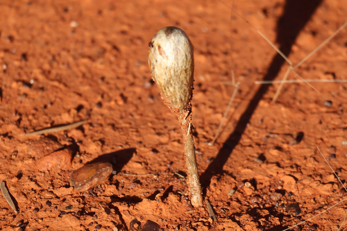 Desert Shaggymane