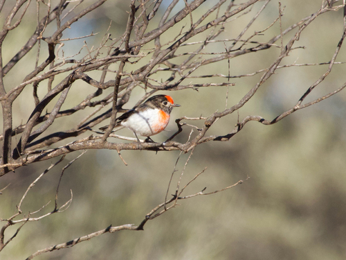 Red-capped Robin
