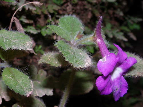 Achimenes patens, photograph 1