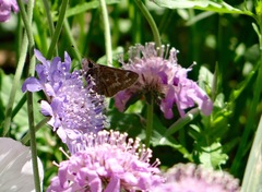 Atalopedes campestris huron