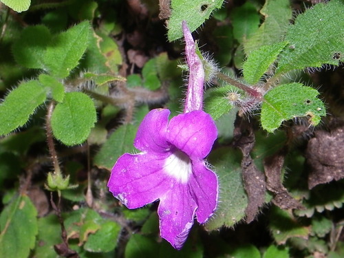 Achimenes patens, photograph 2