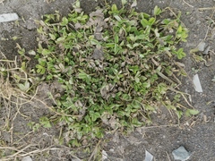 Trifolium repens