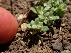 Psilocarphus tenellus