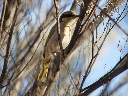 Singing Honeyeater