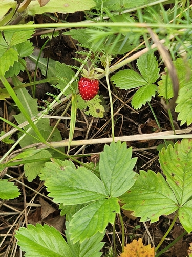 woodland strawberry