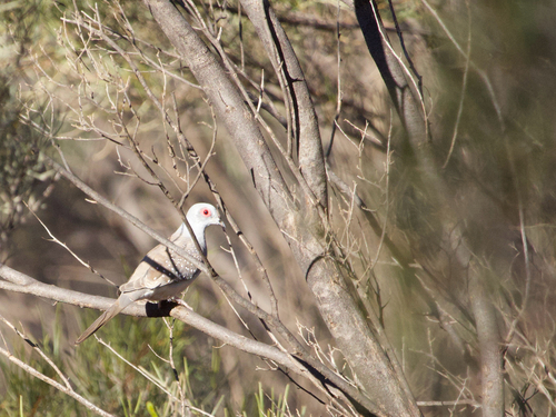 Diamond Dove