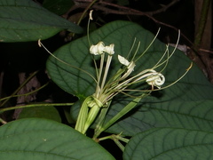 Bauhinia ramirezii
