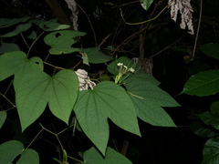 Bauhinia ramirezii