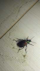 Calosoma alternans