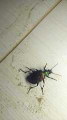 Calosoma alternans