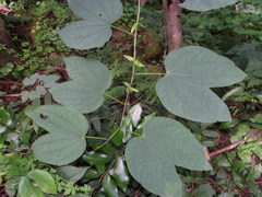 Bauhinia ramirezii