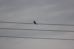 Tyrannus melancholicus