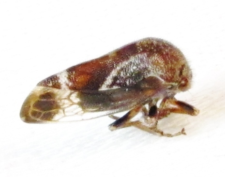 Ophiderma salamandra photo 2