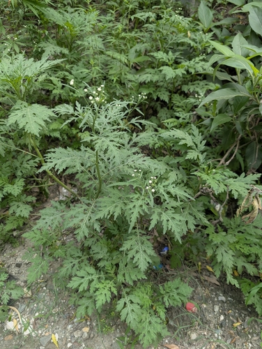Santa Maria feverfew