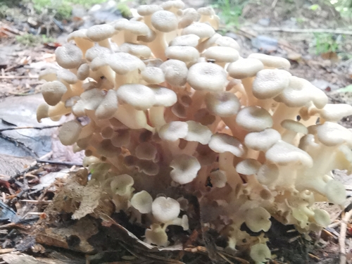 umbrella polypore