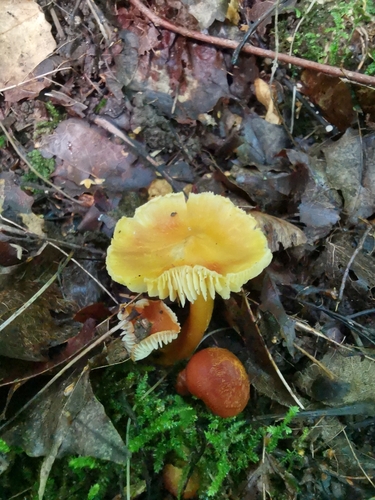 Persistent Waxcap