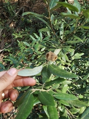 Notholithocarpus densiflorus echinoides