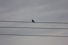 Tyrannus melancholicus