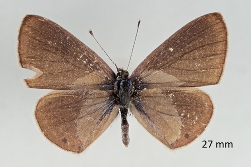 African Line Blue