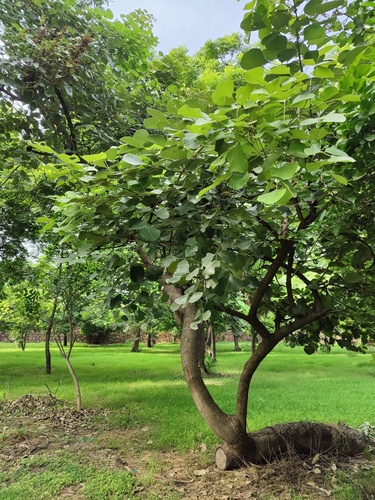 Butea monosperma, photograph 5