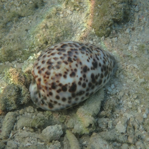 Cypraea tigris observed 2026-07-19