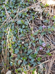 Ceanothus prostratus