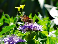 Atalopedes campestris huron