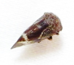 Ophiderma pubescens