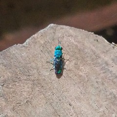 Caenochrysis