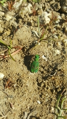 Cicindela ohlone