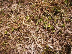 Trifolium repens