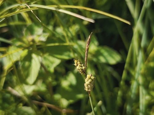 Carex tomentosa