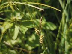 Carex tomentosa