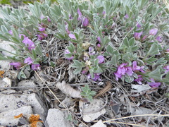 Astragalus tridactylicus