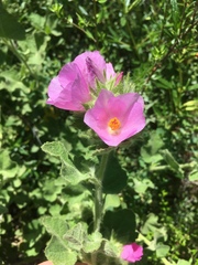 Malacothamnus lucianus