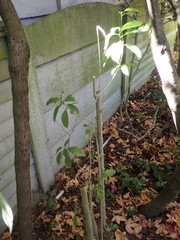 Cestrum laevigatum