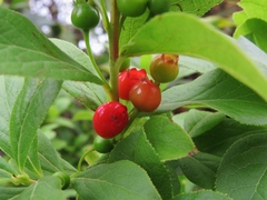 Vaccinium calycinum