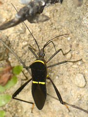 Phthia lunata