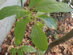 Cestrum laevigatum
