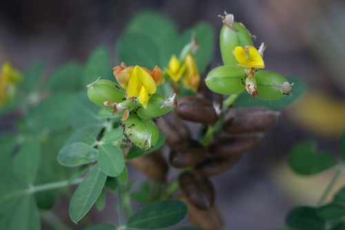 Crotalaria goreensis observed 2026-07-19