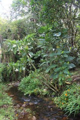 Brugmansia arborea