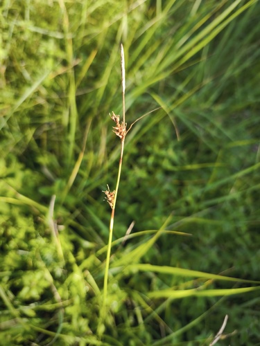 Carex distans, photograph 6