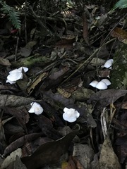 Agaricales