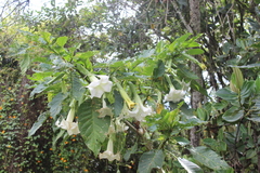 Brugmansia arborea