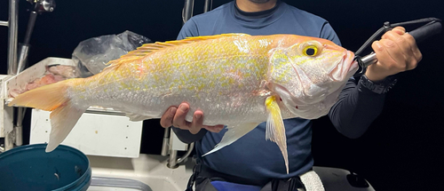 Day's jobfish (Pristipomoides multidens) — Lutjanidae — 4