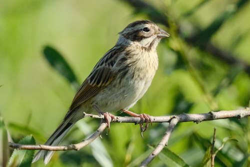 Reed Bunting