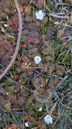 scented sundew